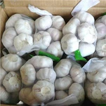 מכירה ישירה של שום לבן קפוא אורגני